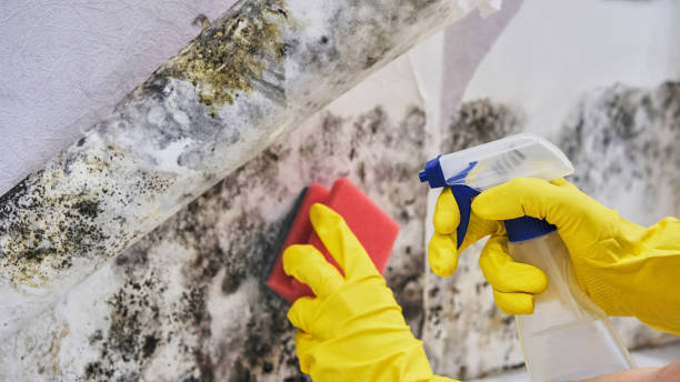 Parkville, MO Mold Remediation Company